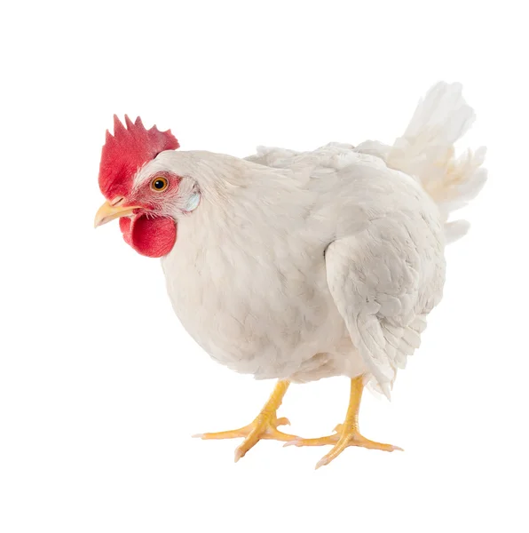 A hen is a laying hen of white color. With a large comb. — Stock Photo, Image