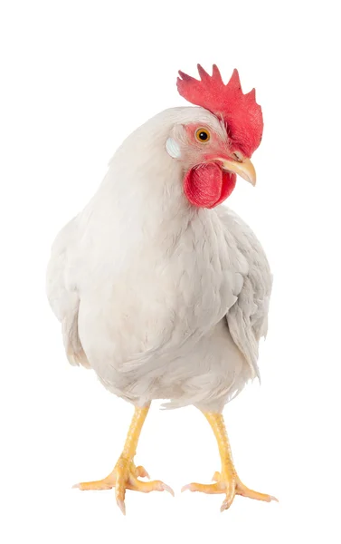 A hen is a laying hen of white color. With a large comb. — Stock Photo, Image