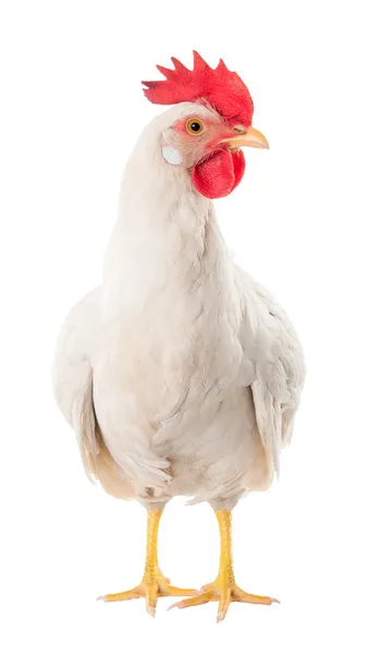 A hen is a laying hen of white color. With a large comb. — Stock Photo, Image