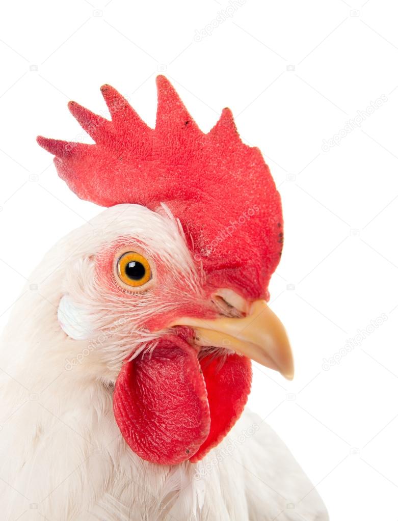 A hen is a laying hen of white color. With a large comb. — Stock Photo