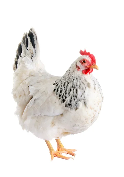 Uma galinha é uma galinha poedeira de cor branca. Com um pente grande. — Fotografia de Stock