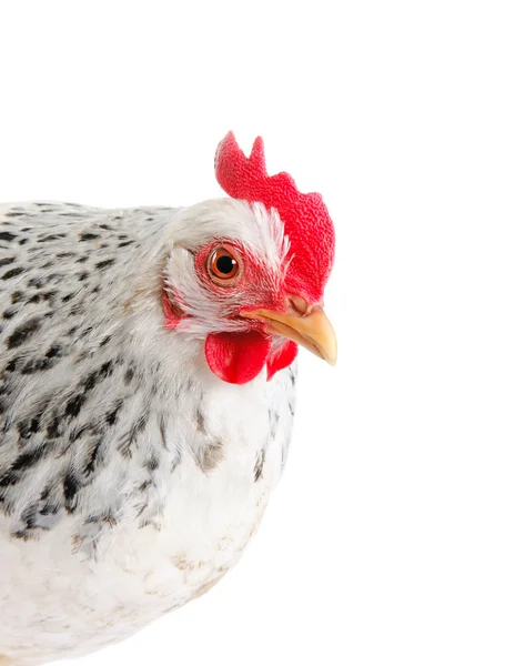 Uma galinha é uma galinha poedeira de cor branca. Com um pente grande. — Fotografia de Stock