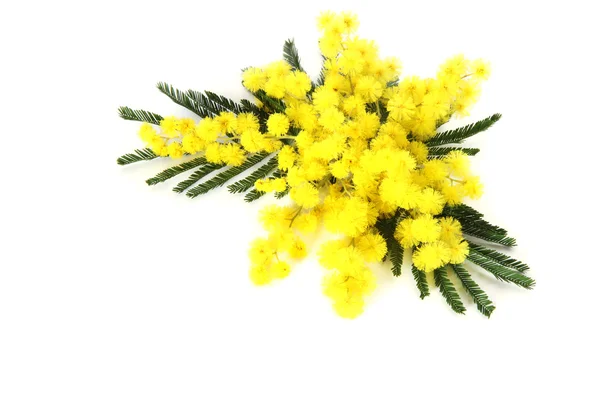 Mimosa — Stock Photo, Image