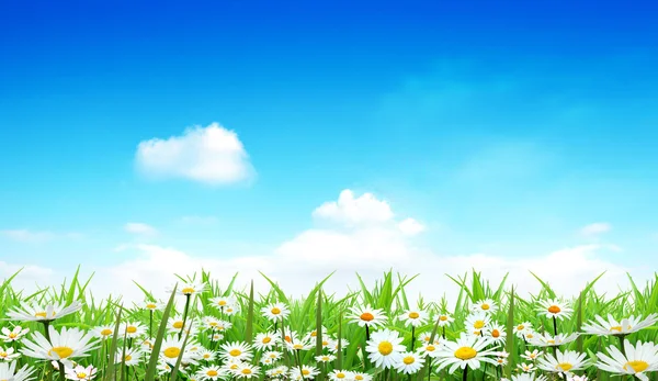 Bahçedeki papatyalar