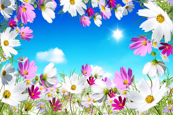 Çayırda çiçekler