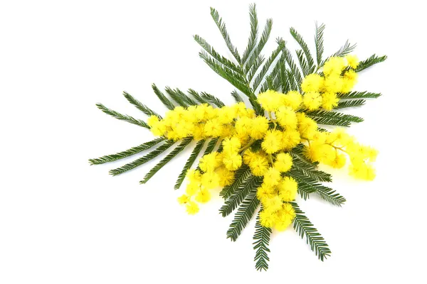 Mimosenblüten — Stockfoto