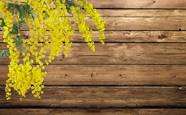 Mimosa sul legno — Foto Stock