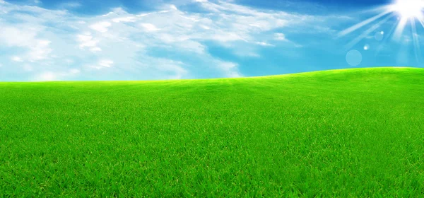 Зелене поле влітку — стокове фото