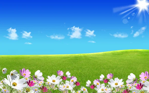 Зелена трава з квітами — стокове фото