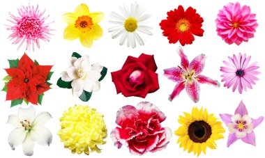 Clipart çiçekler