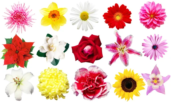 Kwiaty clipart — Zdjęcie stockowe