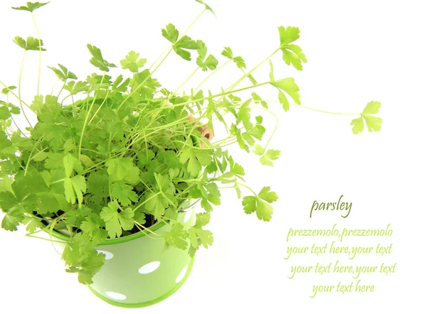 Parsley plant — Stock Photo, Image