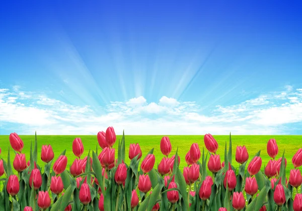 Tulipany w przyrodzie — Zdjęcie stockowe
