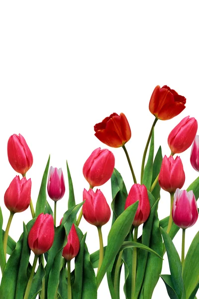 Tulpen auf weißem Hintergrund — Stockfoto