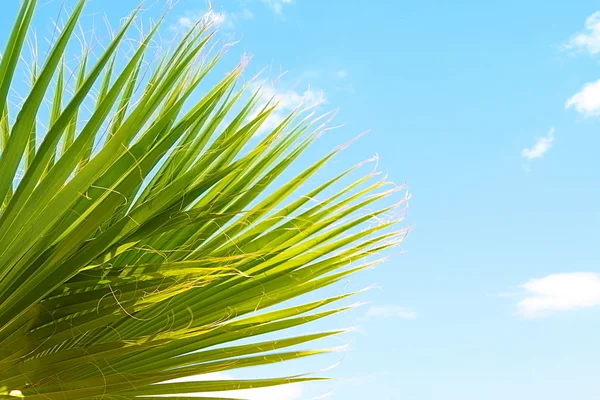 Palm leaves on sky — Stock Photo, Image