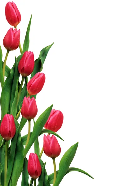 Тюльпаны Лицензионные Стоковые Фото