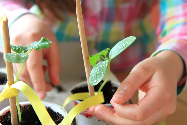 Gyermek, hogy vigyázzon a növény — Stock Fotó