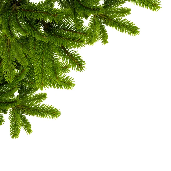 Green branches of fir — Stock Photo, Image