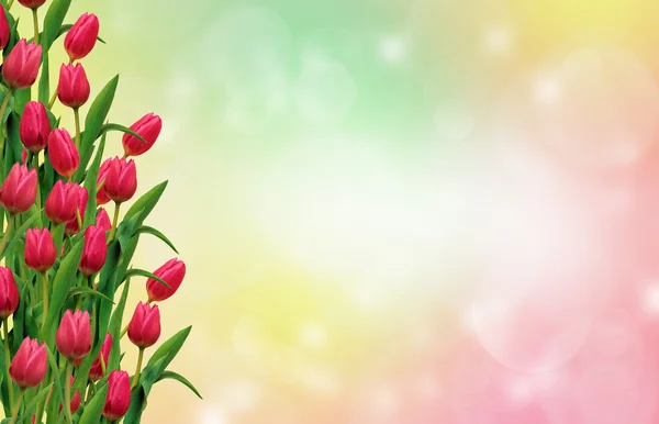 Tulpen im bunten Hintergrund — Stockfoto