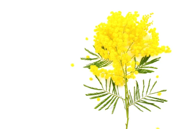 Mimosa branches — Stock Photo, Image