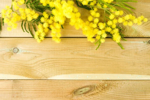 Mimosa flowers — Stock Photo, Image