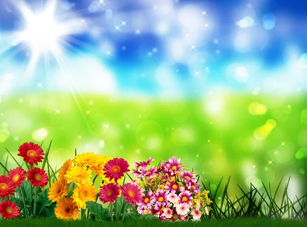 Gerbers in spring — Stock Photo, Image