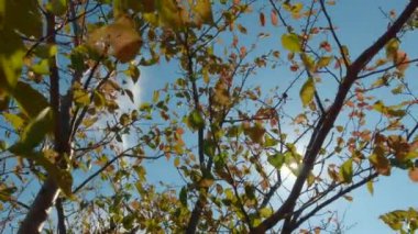 Altın sonbahar yapraklarının el feneri manzarası. Güneş içeri bakıyor..