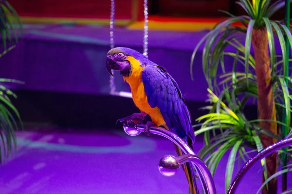 A large parrot with colored feathers in a circus on a metal crossbar among greenery and palm trees in neon light