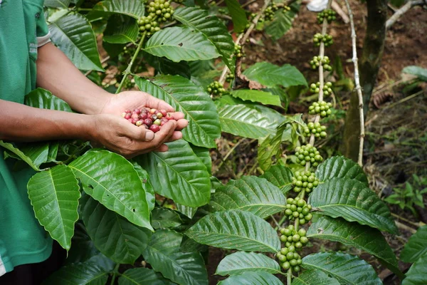 Bahçede ekinleri tutan bir çiftçinin eli. İşlem ve satış için toplanan çeşitli kahve çeşitleri. Kahve ağacı arka planında taze kahve çekirdekleri