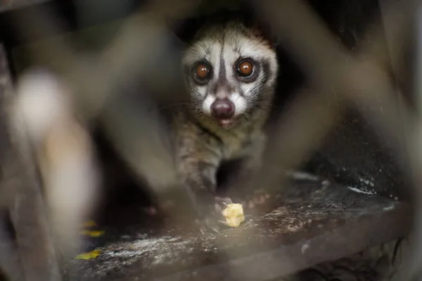 pet civet used to produce coffee. healthy mongoose in the cage. civet coffee. mongoose animal creepy eye expression