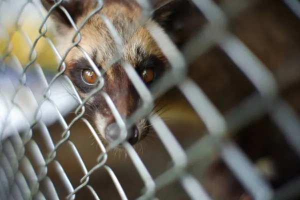 Evcil hayvan misketi kahve üretmek için kullanılır. Kafesteki sağlıklı firavun faresi. Misk kahvesi. firavun faresi korkunç göz ifadesi