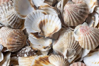 Deniz salyangozu kabukları. arkaplan veya doku