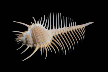 Siyah bir arka planda deniz salyangozunun kabuğu