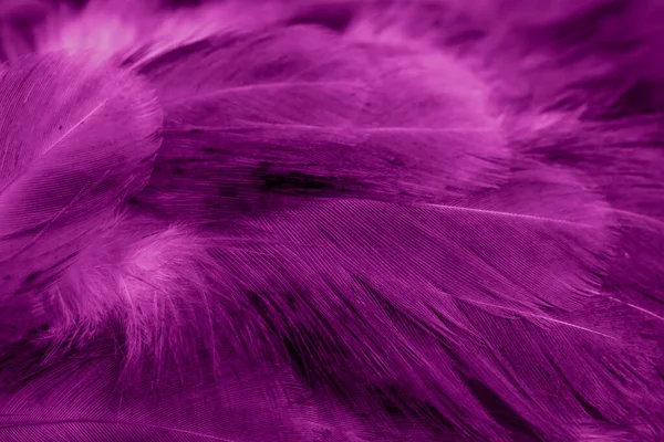 紫红鸡毛的宏观照片 背景或文本 — 图库照片