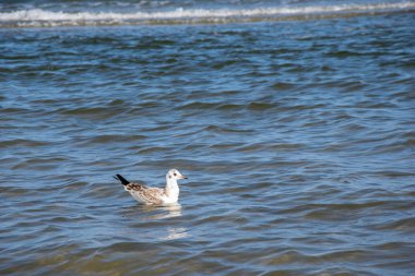 Denizin mavi sularında beyaz martı