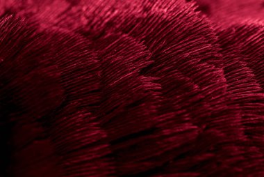 Görünür bir dokusu olan kırmızı sülün tüyleri. arkaplan