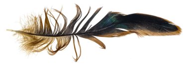 Beyaz izole edilmiş arka planda siyah ve kahverengi horoz tüyleri.