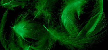 Siyah yalıtılmış arka planda yeşil ördek tüyleri