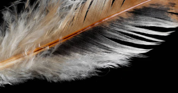 Pluma Gallina Marrón Blanca Sobre Fondo Negro Aislado — Foto de Stock