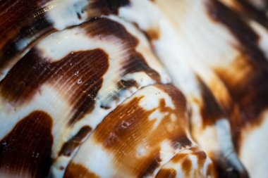 Beyaz ve kahverengi deniz salyangozu kabuğu. arkaplan