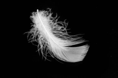 Siyah arkaplanda beyaz ördek tüyleri var.