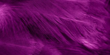 Menekşe tavuk tüylerinin makro fotoğrafı. arkaplan veya doku