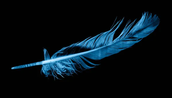 Siyah Izole Arkaplanda Mavi Kuş Tüyü — Stok fotoğraf