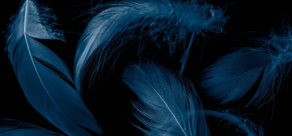 黑色孤立背景上的蓝鸭毛 — 图库照片