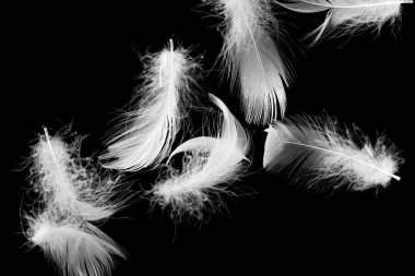 Siyah yalıtılmış arka planda beyaz ördek tüyleri