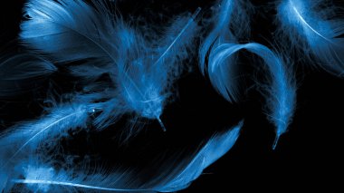 Siyah yalıtılmış arka planda mavi ördek tüyleri