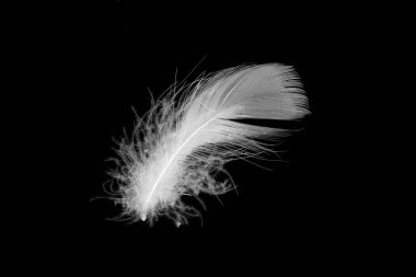 Siyah arkaplanda beyaz ördek tüyleri var.