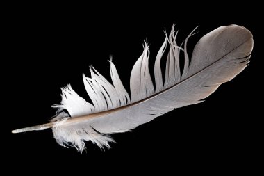 Siyah izole arkaplanda gri güvercin tüyü