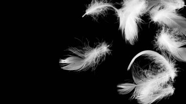 Siyah yalıtılmış arka planda beyaz ördek tüyleri