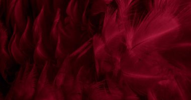 Kırmızı tavuk tüylerinin makro fotoğrafı. arkaplan veya doku